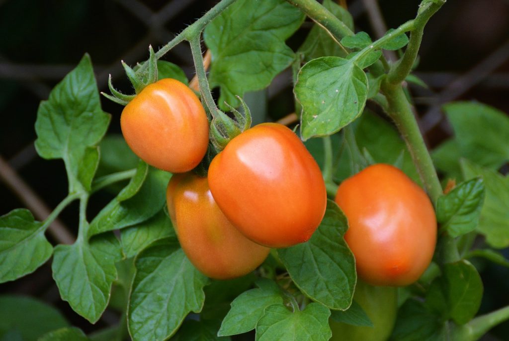 עגבניות בגינה